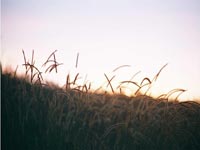 Grass